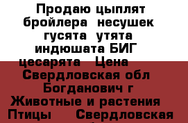 Продаю цыплят бройлера, несушек, гусята, утята, индюшата БИГ6, цесарята › Цена ­ 80 - Свердловская обл., Богданович г. Животные и растения » Птицы   . Свердловская обл.